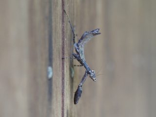 ヒメカマキリ幼虫