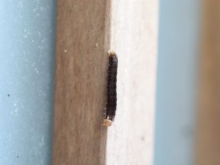 ヨスジノコメキリガ幼虫（2016年4月16日）