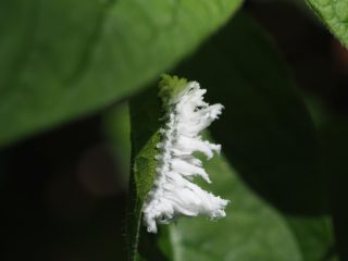 ミツクリハバチ幼虫（2015年5月20日）