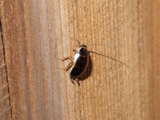 モリチャバネゴキブリ幼虫（2014年1月31日）