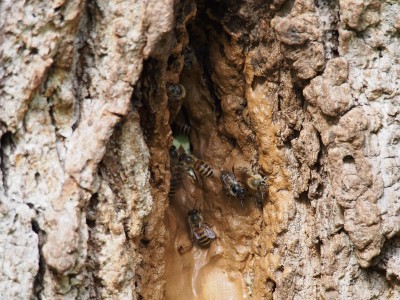 ニホンミツバチの巣（2013年4月29日）