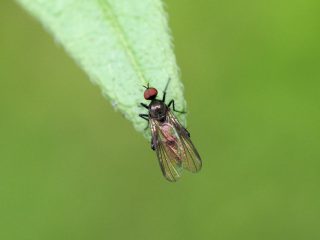 モモブトセダカバエ（2015年5月29日）