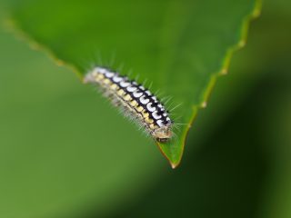 ルリイロスカシクロバ幼虫（2014年4月30日）