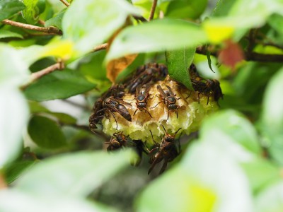 キボシアシナガバチの巣（2015年8月17日）