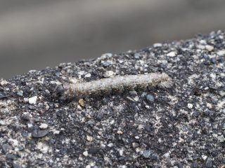 タカサゴツマキシャチホコ幼虫（2016年10月4日）