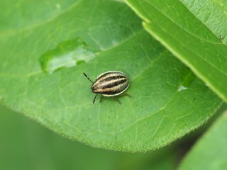ウズラカメムシ幼虫（2017年7月1日）