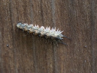 フタスジヒラタアブ幼虫（2015年11月9日）