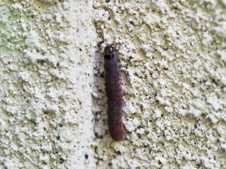 ノコメトガリキリガ幼虫（2016年5月17日）
