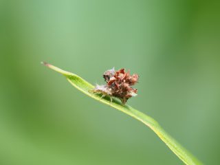 カオマダラクサカゲロウ幼虫（2015年7月10日）