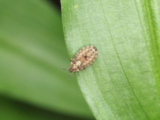 イボヒラタカメムシ幼虫（2020年7月12日）
