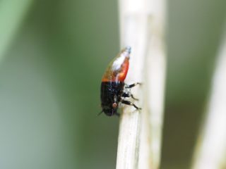シロオビアワフキ幼虫（2018年5月16日）