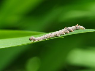 アサマキシタバ幼虫（2016年4月20日）