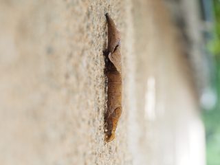 オオトモエ幼虫（2017年9月3日）