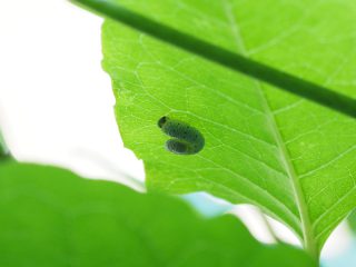 アケビコンボウハバチ幼虫（2017年5月28日）
