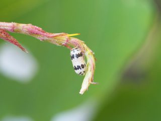 ホウネンタワラチビアメバチの蛹（2015年5月8日）