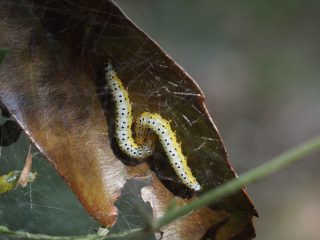 ルリチュウレンジ幼虫（2021年4月6日）