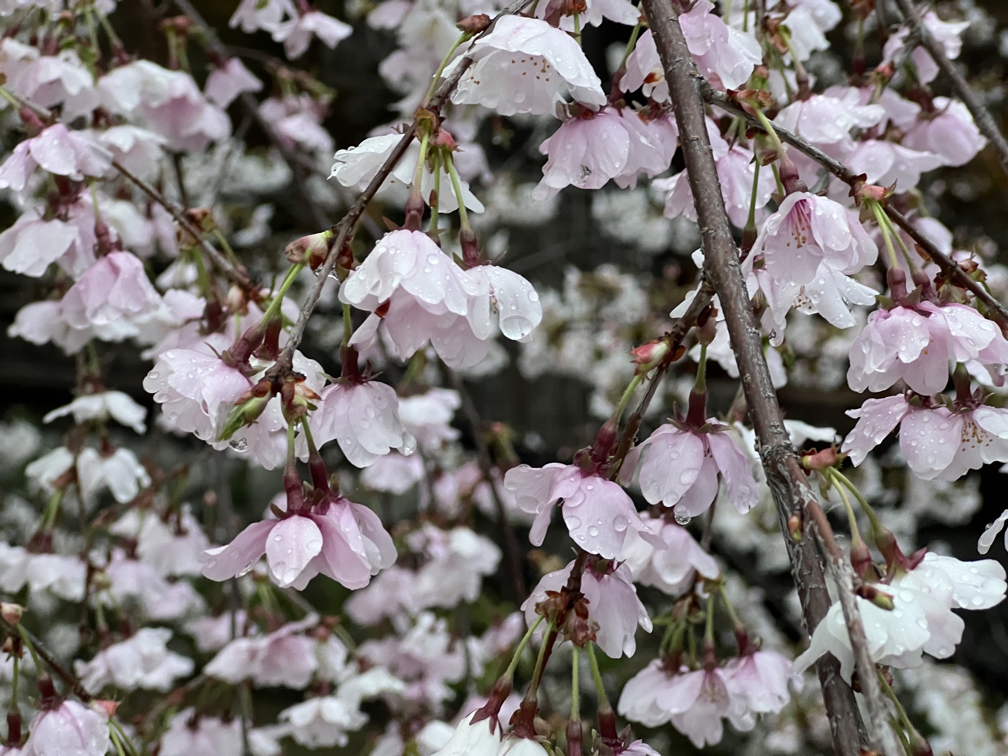“桜花一枝春帯”