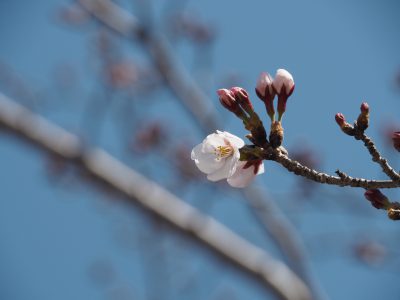 桜＠賀茂川