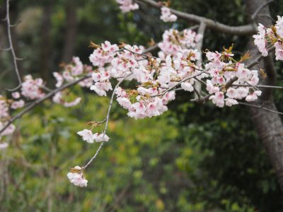 桜＠植物園