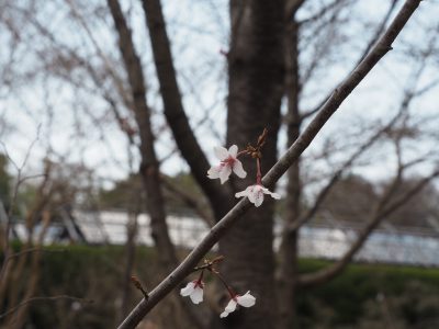 桜＠植物園