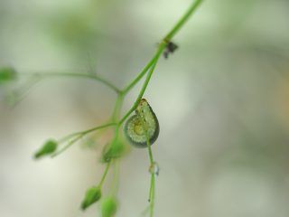 サクラセグロハバチ幼虫（2017年5月20日）