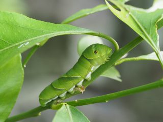 ナミアゲハ終齢幼虫（2017年5月23日）