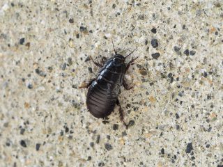 オオゴキブリ幼虫（2018年6月16日）