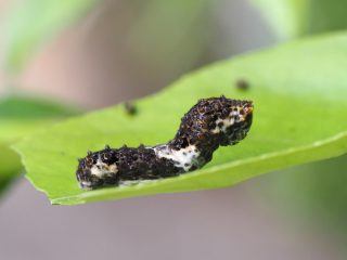 ナミアゲハ3齢幼虫（2017年5月17日）