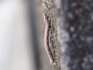 トビモンオオエダシャク幼虫（2015年7月27日）