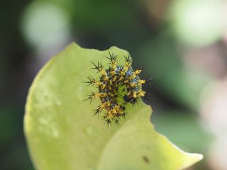 ルリタテハ幼虫（2021年9月5日）