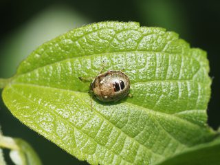 シラホシカメムシ幼虫（2021年6月24日）