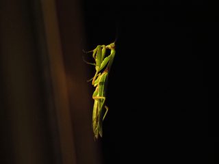 ハラビロカマキリ