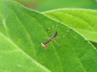 コカマキリ幼虫