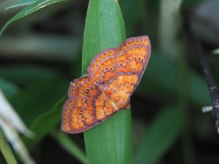 ニジオビベニアツバ