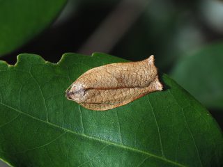 チャハマキ♀2（1.8cm）