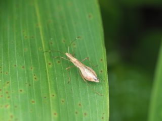 ニセヒメクモヘリカメムシ♀