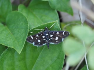 シロモンノメイガ（2cm）
