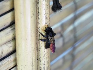 タケクマバチ♀巣作り（2021年4月25日）