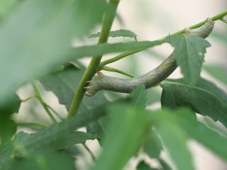 ヨモギエダシャク幼虫（2017年8月17日）