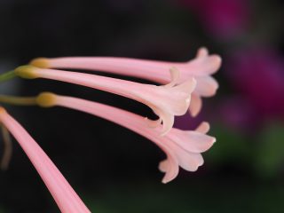 キルタンサス（013年4月10日）