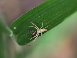シャコグモ♀狩り（2017年8月27日）