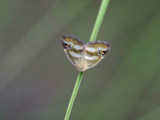 ベッコウハゴロモ