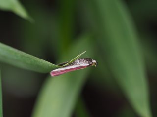アカマダラメイガ