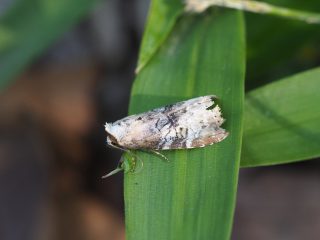 ウスアオモンコヤガ（2017年6月11日）