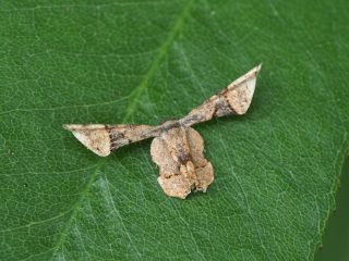マルバネフタオ（1cm）