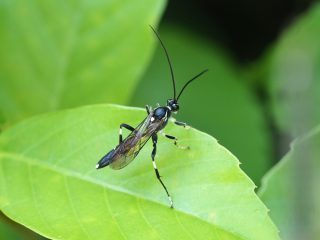 ヒメバチの仲間（2019年5月26日）