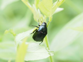ツヤコガネ黒（2021年8月20日）