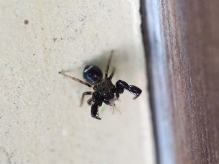 ウデブトハエトリ♂（2016年5月4日）