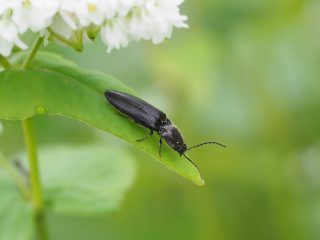 ホソクロツヤヒラタコメツキ