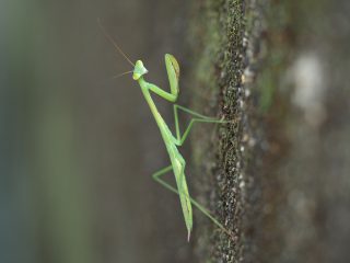オオカマキリ幼虫